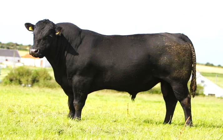 Drumhill Eveready Family