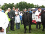 Goulding Graceful Patriot at the Athlone Show 2012