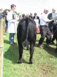Goulding Jim Dandy at the Athlone Show 2012