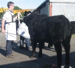 Jack showing at National Calf Show 2012 - 3rd in Senior Stockperson competition