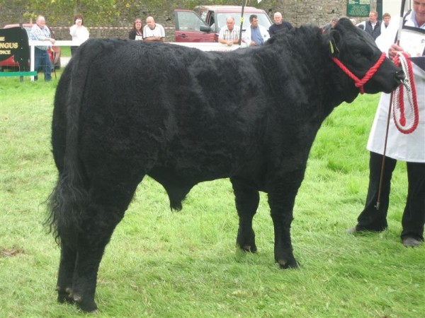 Goulding Ciarraí