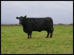 Lady Heather C127