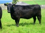 Goulding Princess G309