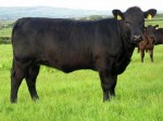 Goulding F368 Perry ET
