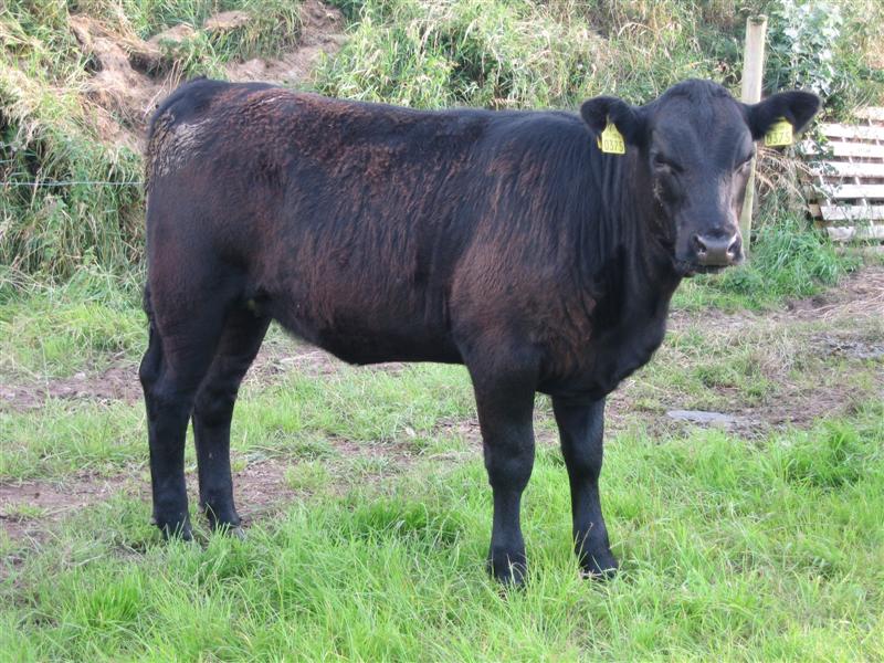 Goulding Philippa J375 - Goulding Angus - Breeding pedigree Irish ...