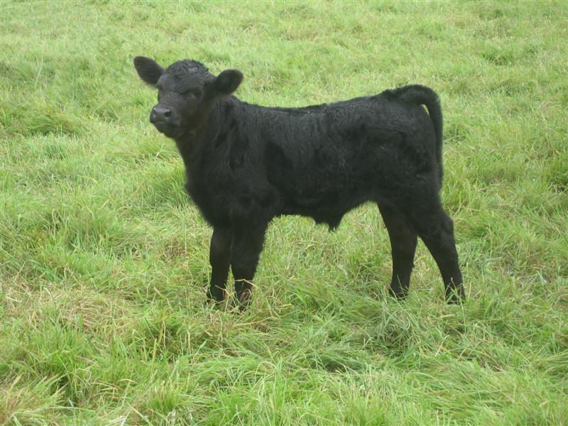 Perry calf - Goulding Angus - Breeding pedigree Irish Aberdeen Angus ...