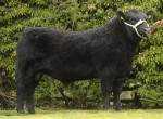 Goulding Jumbo King 436