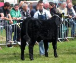 Goulding Missie M535