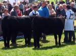 Best Pair in Tullamore 2013!