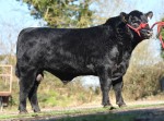 Goulding Eamon M251 ET GZJ (Medium)