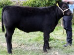 Tralee Show 2018