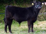 Tralee Show May 2018