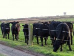 French heifers IMG_3349