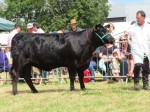 Tibbie 892