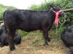 1st Charleville Show 2019