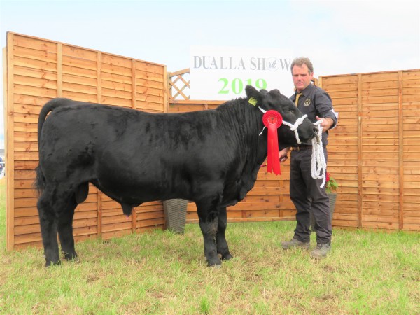 All-Ireland Junior Aberdeen-Angus heifer calf 2019 - Dualla Show