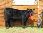 All-Ireland Junior Aberdeen-Angus heifer calf 2019 - Dualla Show