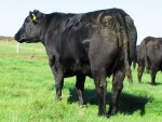 GOULDING BELINDA V030 IMG_4079