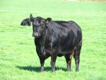 GOULDING JANE U937 IMG_4008