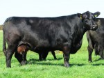 GOULDING JANE U937 IMG_4235