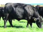 GOULDING JENA V987 IMG_4022