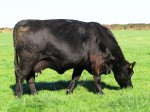 GOULDING JENA V987 IMG_4154