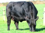 GOULDING P JANE 862 IMG_4040