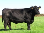 GOULDING P JANE 862 IMG_4049