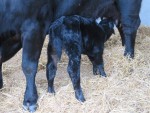 Princess 861 calf