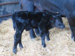 Princess 861 calf IMG_5926