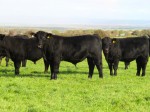 P ick of the Bull Calves IMG_5707