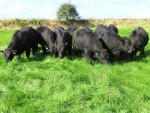 Pick of the Bull Calves IMG_5571