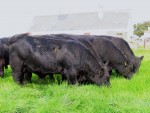 Pick of the Bull Calves IMG_5587