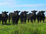 Pick of the Bull Calves IMG_5747