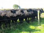 Pick of the Bull Calves IMG_5749