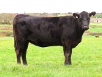 Goulding Jane Z395